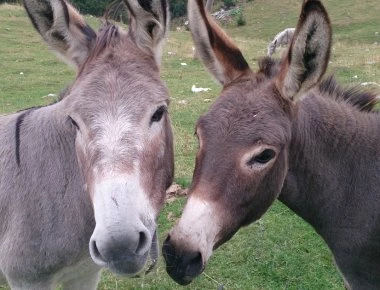 Γάλα γαϊδούρας: Τα οφέλη του για την υγεία σας- Γιατί θεωρείται υπερτροφή